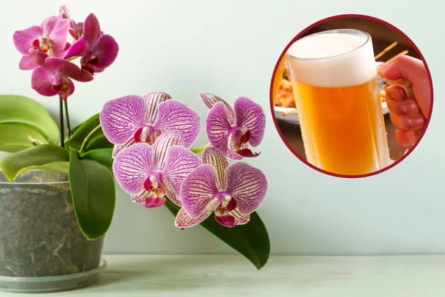 Jakie rośliny podlewać piwem, by uniknąć błędów i cieszyć się zdrowiem roślin? Jakie rośliny podlewać piwem, by uniknąć błędów i cieszyć się zdrowiem roślin?